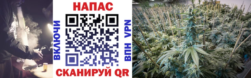 Купить где Мураши Канабис индика